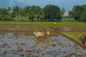 Krowa, pole i wiatraki