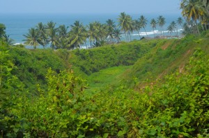 I znowu palmy nadmorskie