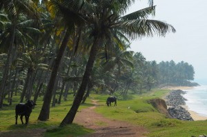 Chyba jeszcze nie bylo zdjecia z krowa?