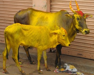 Festiwalowe krowy, wynajmnowane np. do tego aby jako pierwsze weszly do nowowybudowanego domu, dopiero potem wchodza ludzie