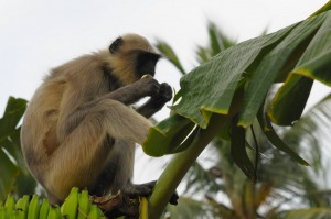 grasuja sobie malpki