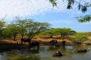 Bufallo gdzies po drodze na szczyt